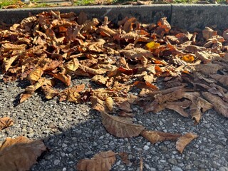 fallen autumn leaves