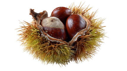 Chestnut background isolated on a Transparent background, PNG file.