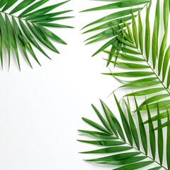 Fresh green palm fronds arranged in a corner frame on a white background