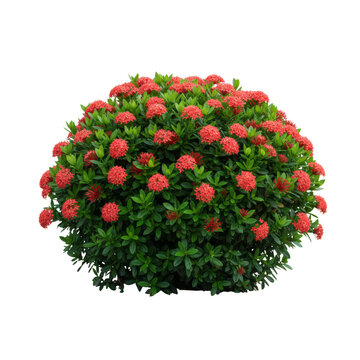 Isolated vibrant ixora coccinea shrub showcasing bright red blossoms against transparency