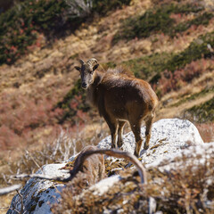 A Himalayan tahr stands alert on a rock