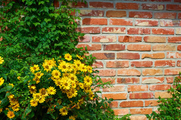 Brick Wall Climbing Virginia Creeper Parthenocissus Quinquefolia.