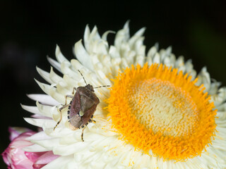 A sloe bug (Dolycoris baccarum) on Helichrysum flower.  Close up