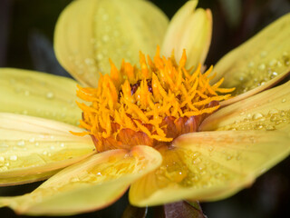 Dew on the petals of a single yellow Dahlia flower, close up
