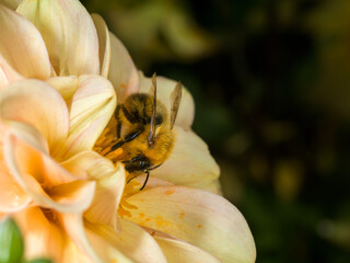 A common carder bee (Bumbus pascuorum) collecting pollen from a yellow Dahlia flower