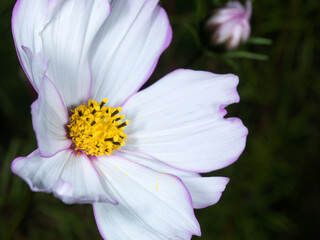 Cosmos bipinnnatus flower.  Close-up