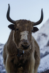Majestic yak stands tall against snowy mountains