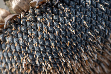 Closeup view on unharvested sunflower in Northern rural spain