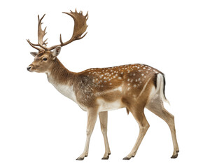 A dappled fallow deer with large palmate antlers, isolated on transparent background