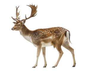 A dappled fallow deer with large palmate antlers, isolated on transparent background