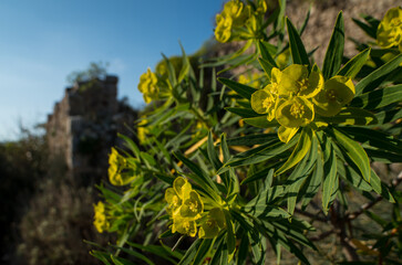 Yellow inflorescences of Euphorbia in front of a castle ruin, Greece