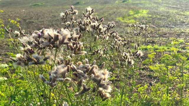 Fluffy white thistle seeds, close-up plant in the field on the wind