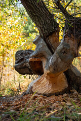 Tree Trunk Partially Gnawed by Beaver – Wildlife Activity in Natural Forest	