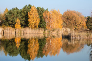 Autumn Lake with Colorful Forest Reflection in Bolechówko , Poland	