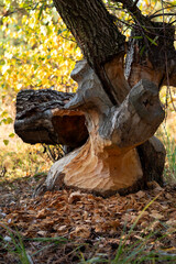Tree Trunk Partially Gnawed by Beaver – Wildlife Activity in Natural Forest	