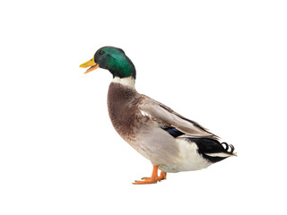  duck isolated on white background