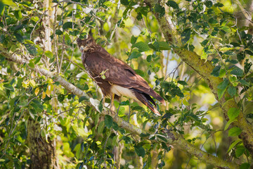 buzzard perched on branch
