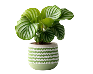 Vibrant variegated calathea orbifolia plant in decorative green and white pot. This isolated houseplant with large, striped leaves brings touch of serene nature