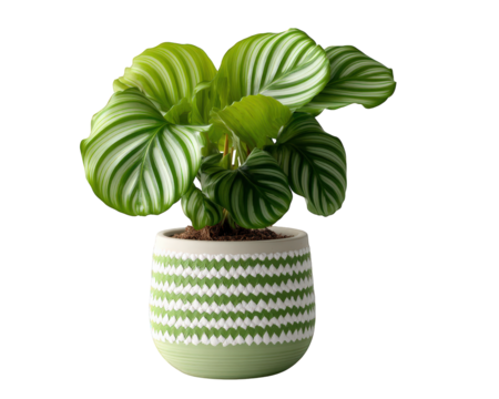 Vibrant variegated calathea orbifolia plant in decorative green and white pot. This isolated houseplant with large, striped leaves brings touch of serene nature - Powered by Adobe