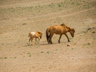 Mongolian Horses