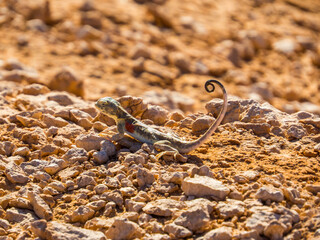 Mongolian Desert Lizard
