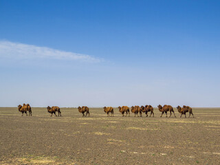 Mongolian Camels