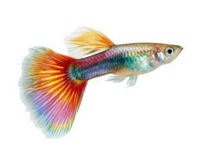 Exotic male guppy fish with striking multicolored tail isolated on transparent background