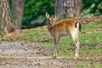 Junges Damwild im Herbst	