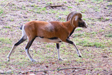 Europäischer Mufflon Widder im Herbst