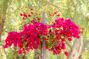 Fototapeta premium Bougainvillier rouge