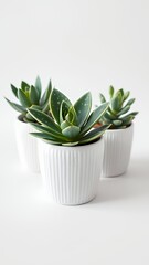 Trio of White Pots with Zebra Succulent Centerpiece