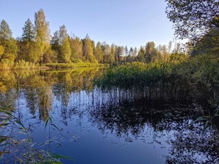 Autumn landscape on the river bank in the forest on a sunny day