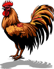 rooster isolated on white background. cute rooster
