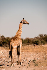 Girafe dans la savane