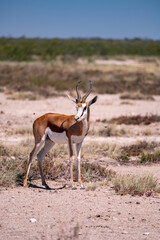 Springbok dans la nature