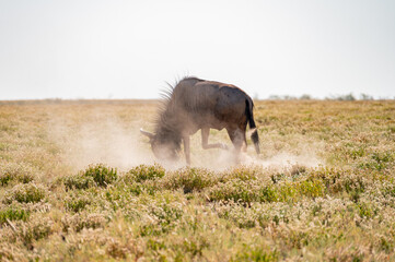 Gnou racle le sol dans la savane