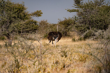 Autruche perdue dans la savane