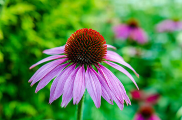 Delicate Purple coneflower blooming in summer garden with vibrant green background. Close-up macro flower shot, soft natural light, shallow depth of field, outdoor garden scene, romantic mood, concept