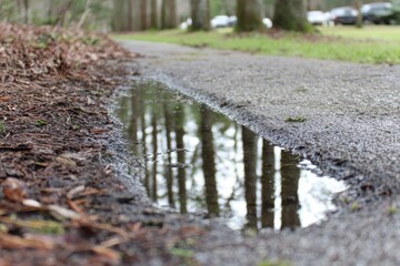 Puddle on asphalt pathway reflecting trees in a wooded area
