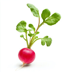 Fresh Radish with Green Leaves Isolated on White Background