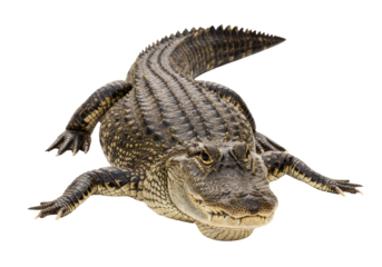 Isolated American alligator resting on a surface, revealing its scaled texture and menacing teeth