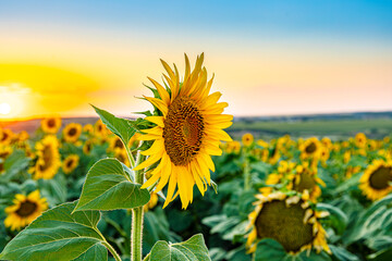 Bright Sunflower Flower: Close-up of a sunflower in full bloom, creating a natural abstract background. Summer time. Field of sunflowers in the warm light of the setting sun. Helianthus annuus.