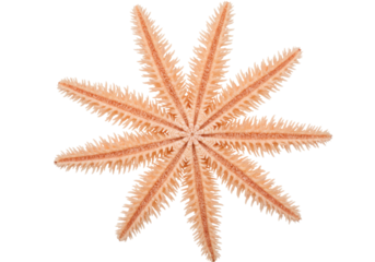 Isolated eight-armed sea star starfish with spines and spiky edge in orange and peach colors