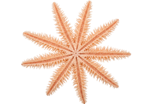 Isolated eight-armed sea star starfish with spines and spiky edge in orange and peach colors