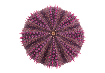 Isolated view of a colorful sea urchin with pink spikes, an interesting marine animal