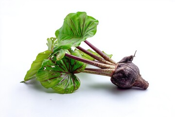 Taro on a white background