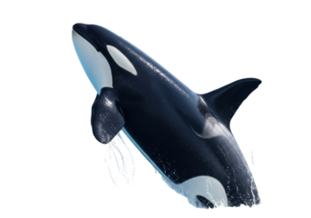 Isolated Orca breaching water, killer whale swimming, sea mammal jumping out of the sea