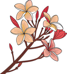 Beautiful Exotic Plumeria Flowers with Soft Pastel Petals and Red Buds