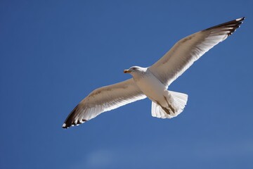 Obraz premium A seagull flies against a blue sky wings outstretched