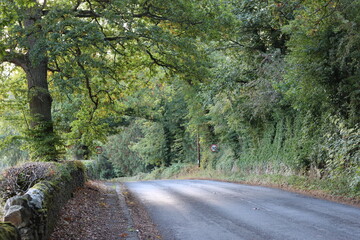 Countryside lane in summer surrounded by trees
